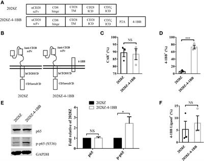 Frontiers | 4-1BB Signaling Boosts The Anti-Tumor Activity Of CD28 ...